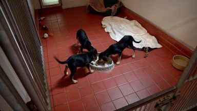 MSP relaunches dog welfare bill aimed at tackling puppy farms