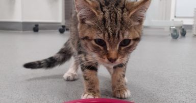 Kittens die after being abandoned in zipped up Aldi cool bag