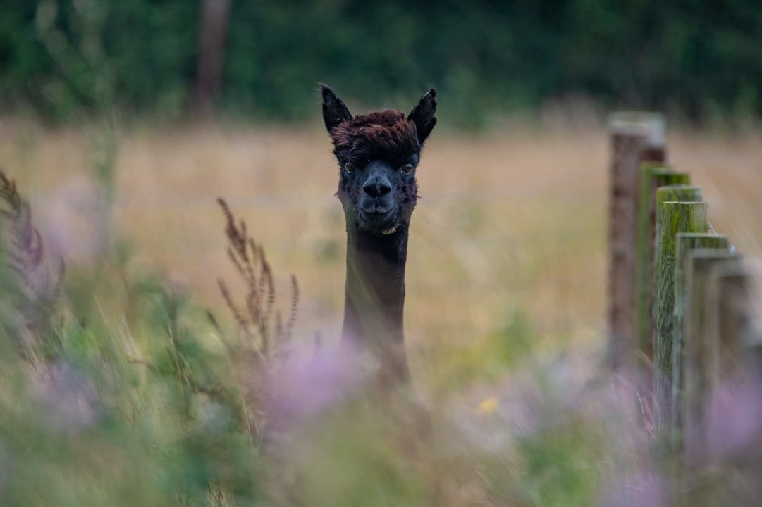 Government rejects reprieve for Geronimo the alpaca