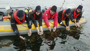 Whisky-drinking oysters helping fight climate change