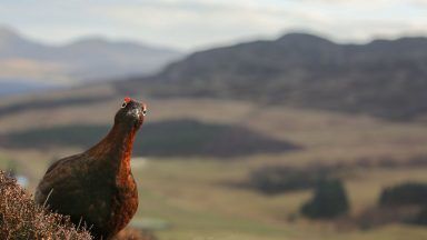 ‘Glorious Twelfth’: Grouse moor licensing in place for shooting season under new wildlife law