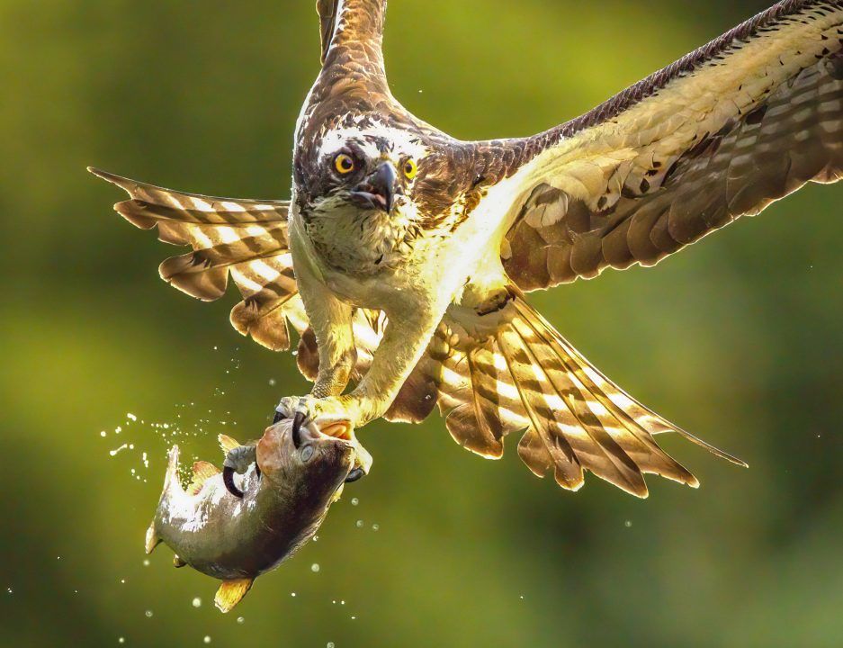 Male osprey snapped carrying first catch of the day