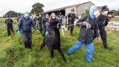 Geronimo the alpaca culled after testing positive for bovine tuberculosis