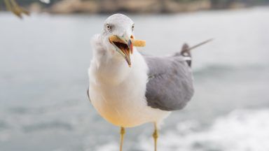 Calls for action against seagulls after woman breaks leg in bird attack