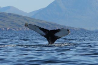 Barney the humpback spotted off the Isle of Rona