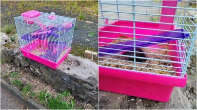 Hamsters found abandoned in cage at side of busy road