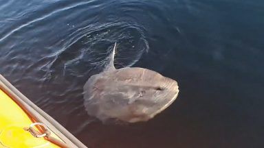 Cruise passengers spot rare fish during Hebridean trip