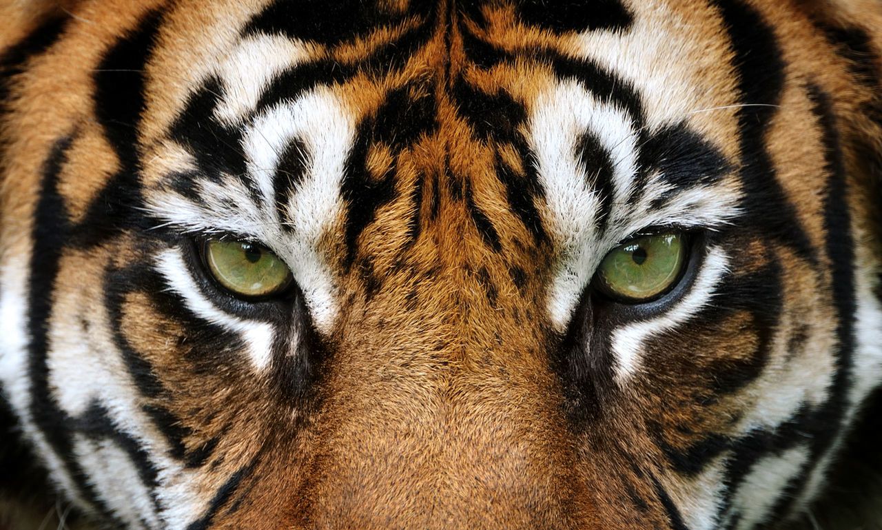 Born Free said there are reports of tigers being kept privately in Britain.
