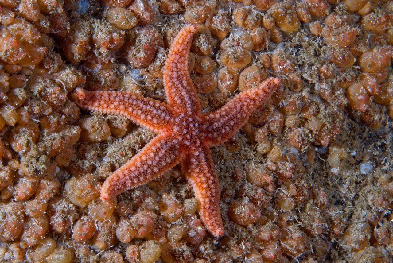 A starfish was found hanging on a mat of colonial baked bean sea squirts.