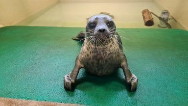 Seal normally found in Arctic waters discovered in Scottish harbour