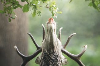 Snapper captures stag reaching for bite to eat in London park