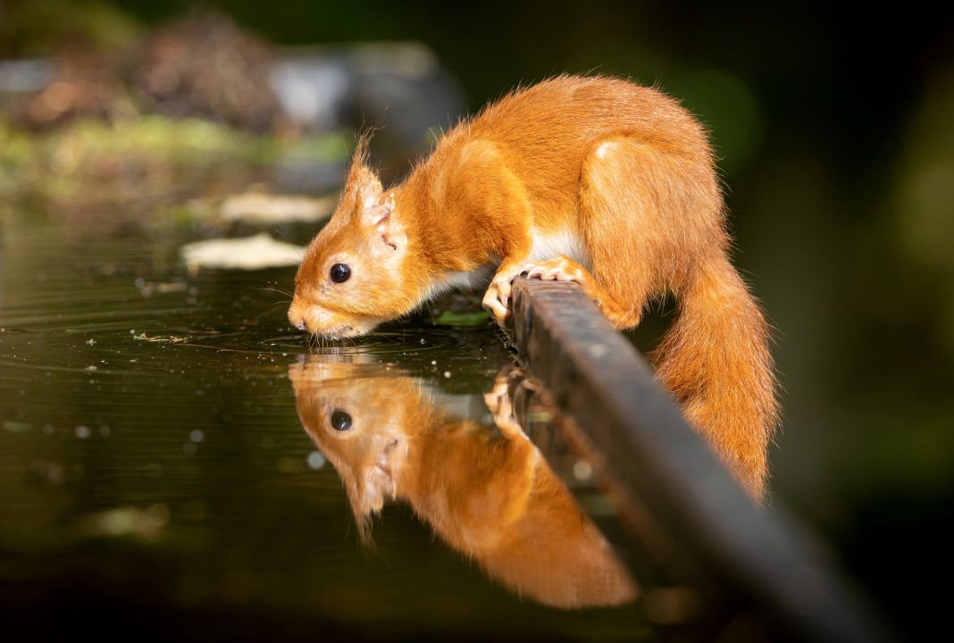 Snapper captures red squirrel enjoying quiet moment of reflection