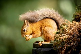 Record number of red squirrel sightings reported in annual survey