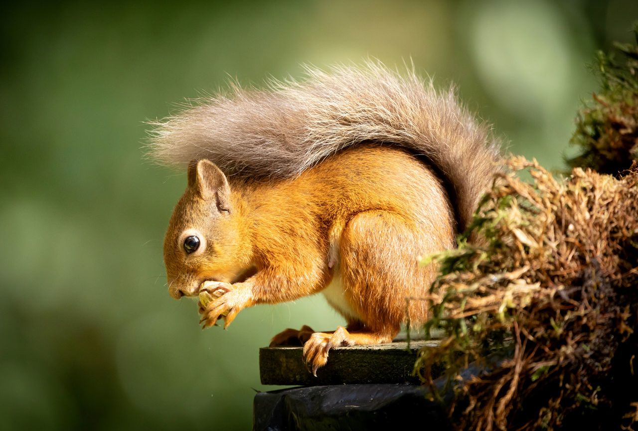 Red squirrel gathers nuts.