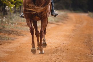 Hunt for driver after horse dies following collision on rural road