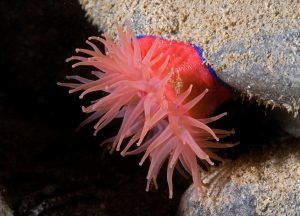 Divers unveil hidden life of Fair Isle’s sea caves