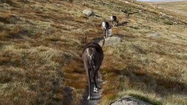 Three reindeer ‘guide’ photographer off Cairngorm plateau