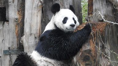 Living in zoos outside their natural environment may disrupt pandas – study