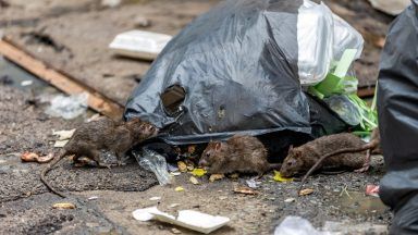 Penny Mordaunt claims Scotland is plagued by ‘Victorian diseases and rat infestations’