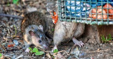 GMB union warns Glasgow facing ‘public health crisis’ as rodent infestations surge