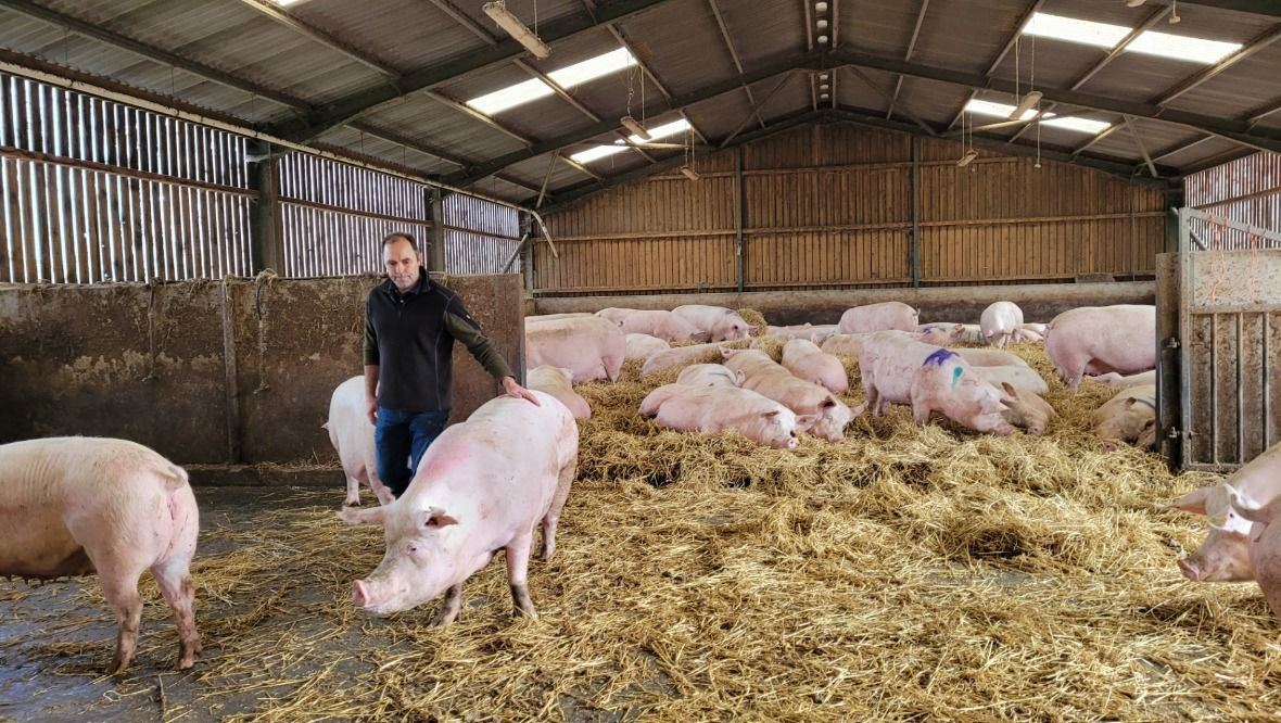 The farmer: Robin Traquair is a pig farmer on the outskirts of Edinburgh. 