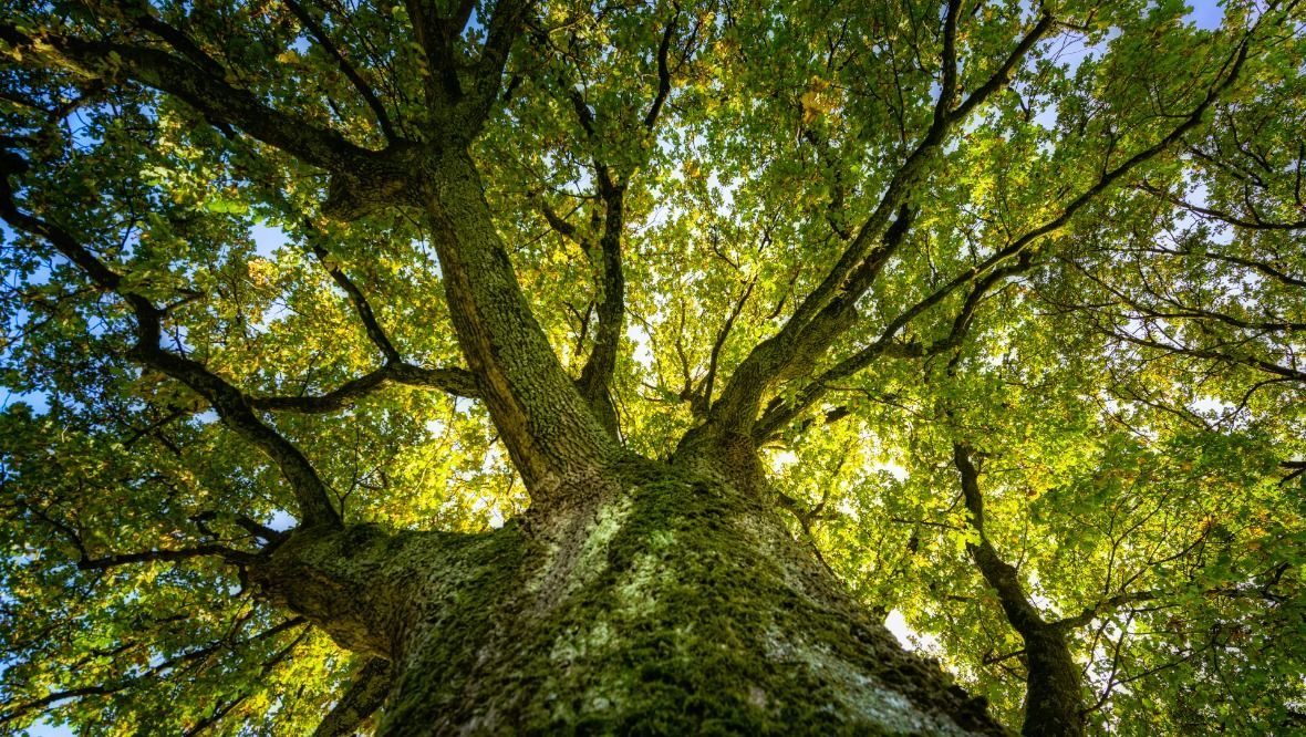 West Lothian tree planting plans branded a carbon offset ‘con’