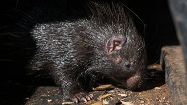 Scotland’s only baby porcupine getting ‘bolder’ at Edinburgh Zoo