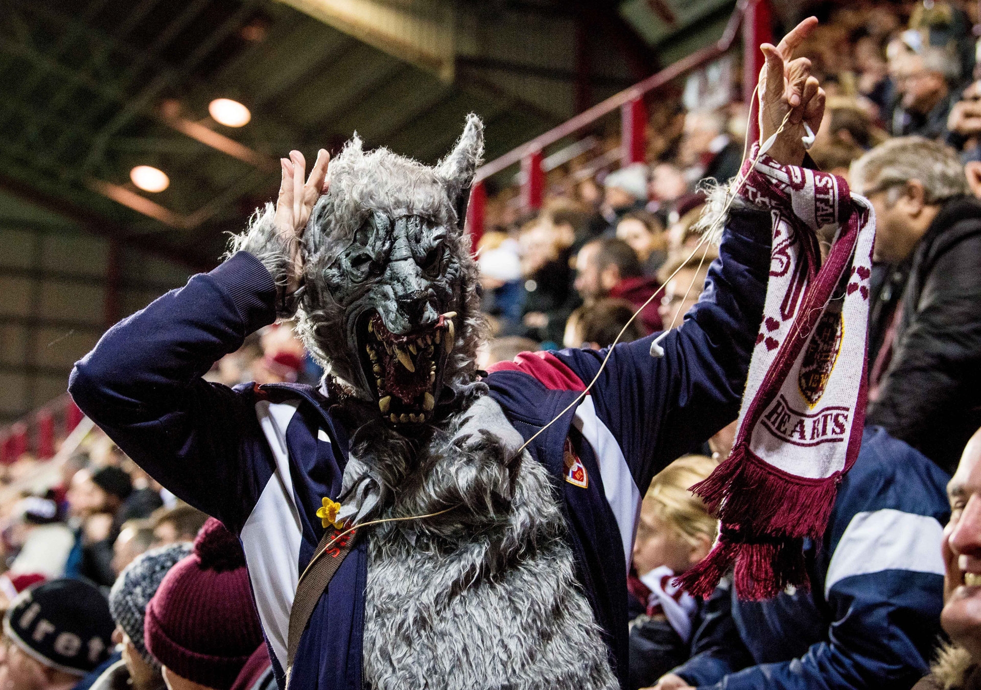 This wolf was hungry for an Edinburgh derby in 2018.