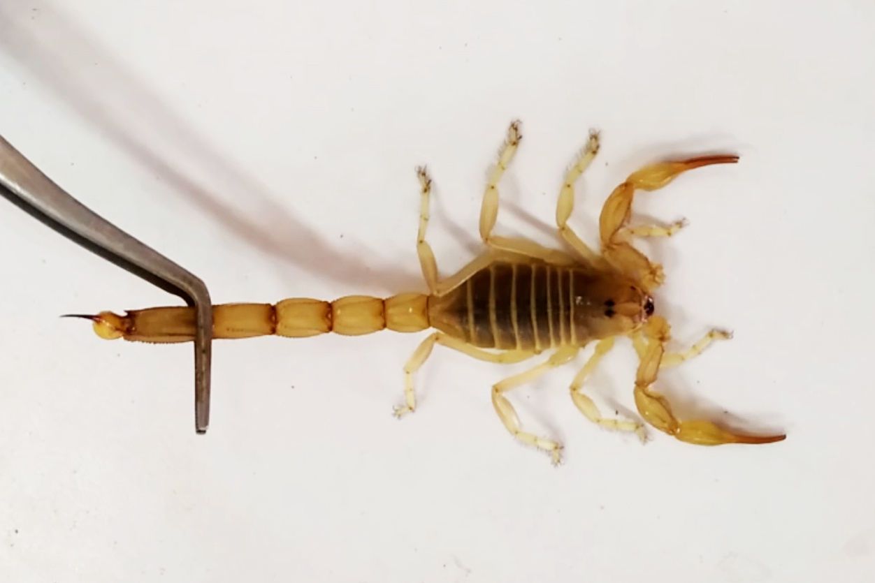 One of the scorpion specimens collected in Egypt.