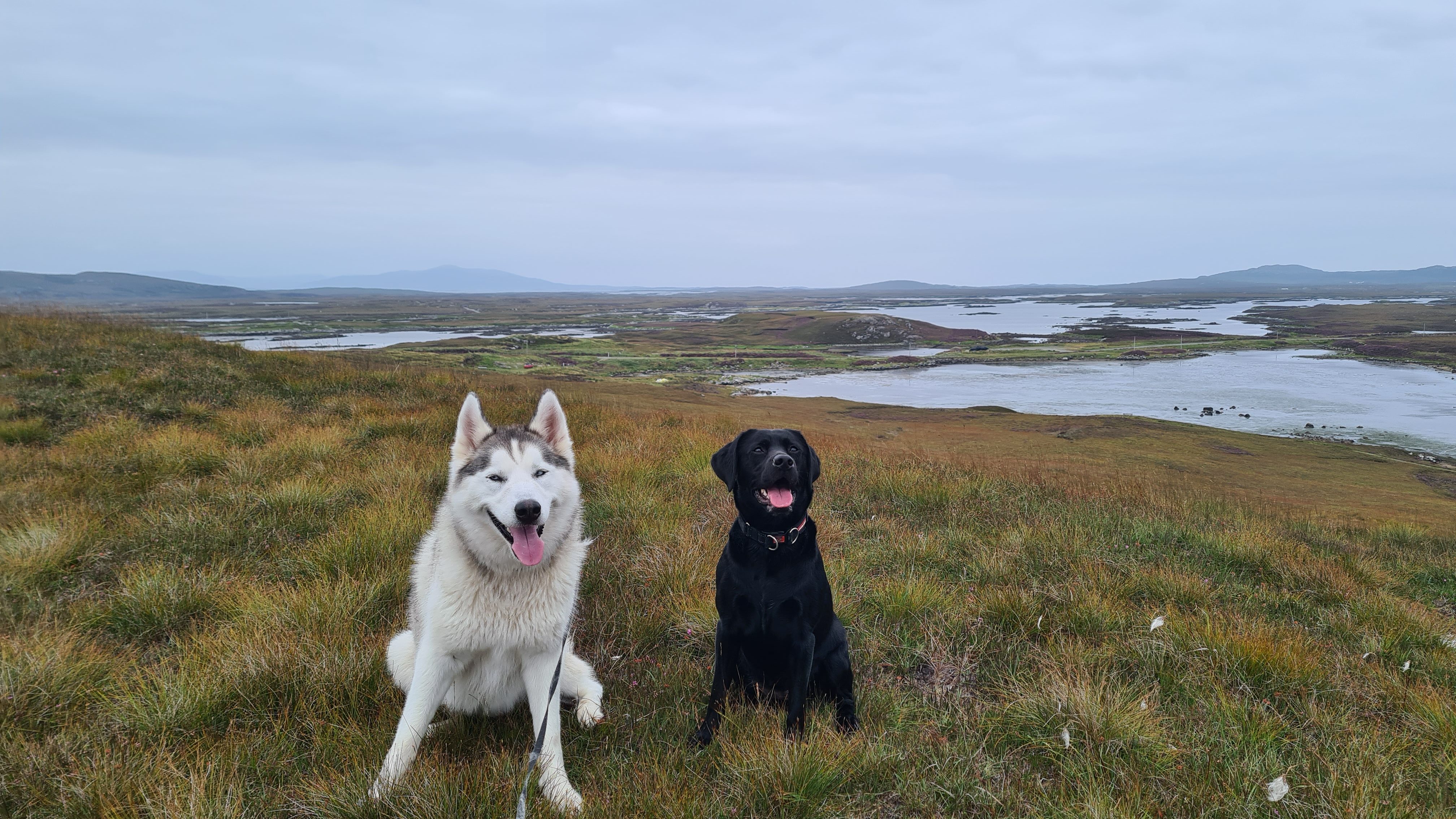 Tiwha with the Nicholsons' other dog Kodi the Husky.