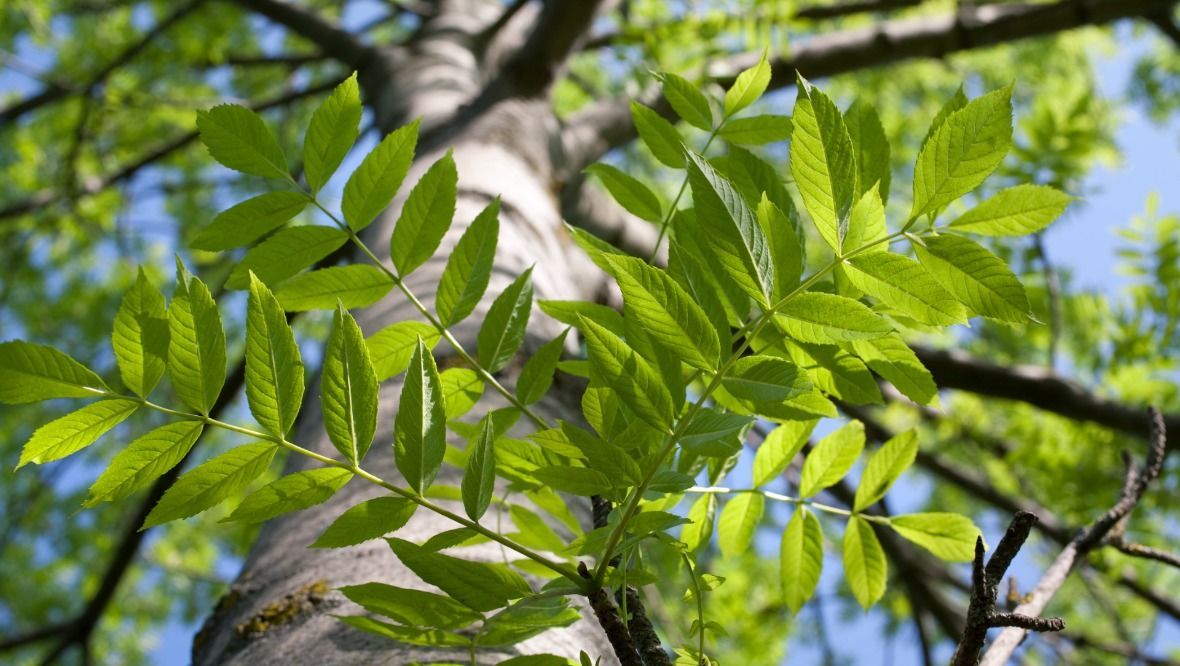 Council ‘could spend millions’ to combat tree fungal disease