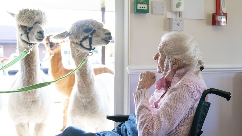 Smiles all round as gentle alpacas pop in on elderly care home residents