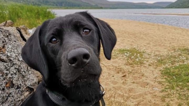 Black labrador Tiwha was having fun running up and down a field when she came down mouth-first onto the branch she was playing with.