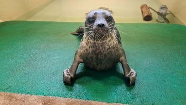 Rare seal released back into wild after recovering from injuries