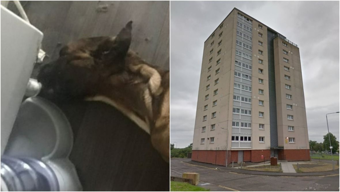 Dog starves to death in hallway after owner left pet home alone