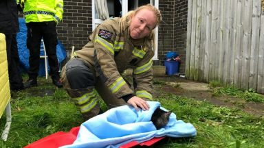 ‘Lucky’ cat rescued from burning house by firefighters