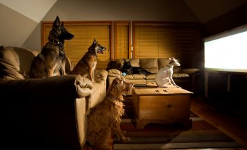 TV network created for dogs and their owners to launch in UK