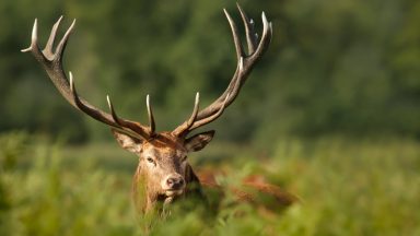 South Uist: Islanders vote against mass culling of all red deer on 93,000-acre estate