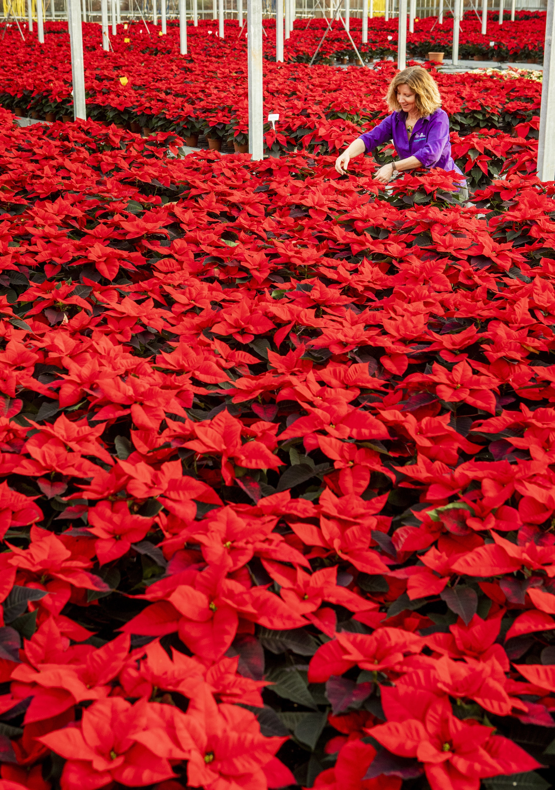 Carolyn Spray's team have grown more than 60,000 bright red poinsettias.