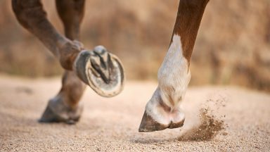 Driving for the Disabled group given cash boost to buy new horse