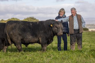 Frozen semen from 1960s used to repopulate Aberdeen Angus cows