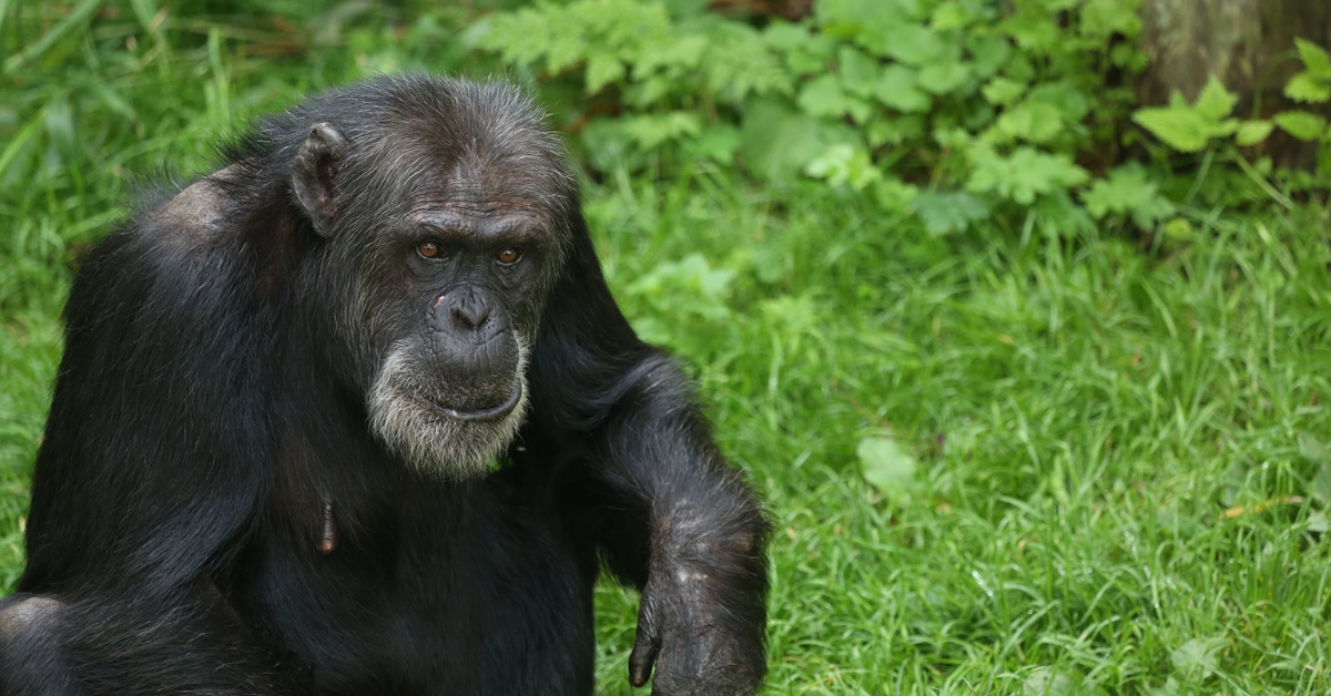 Edinburgh Zoo announces death of eldest chimpanzee