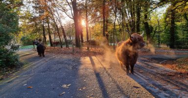 World champion cyclist bumps into Highland Cow on training ride