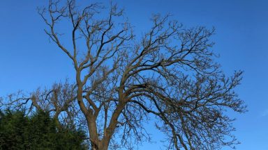 A huge ash tree in the grounds of the former Madras College in St Andrews is set to be felled after being deemed a health and safety risk.