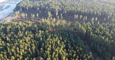 Storm Arwen a warning of ‘what is to come’ as Scotland’s forests adapt