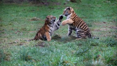 Adorable Amur tiger cubs captured playfighting at wildlife park