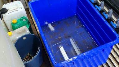 Man tried to smuggle hundreds of lobsters from Scotland in suitcase
