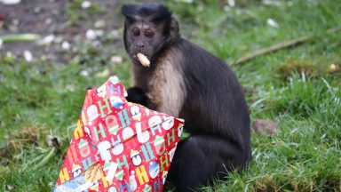 Monkeys given early Christmas presents at Edinburgh Zoo