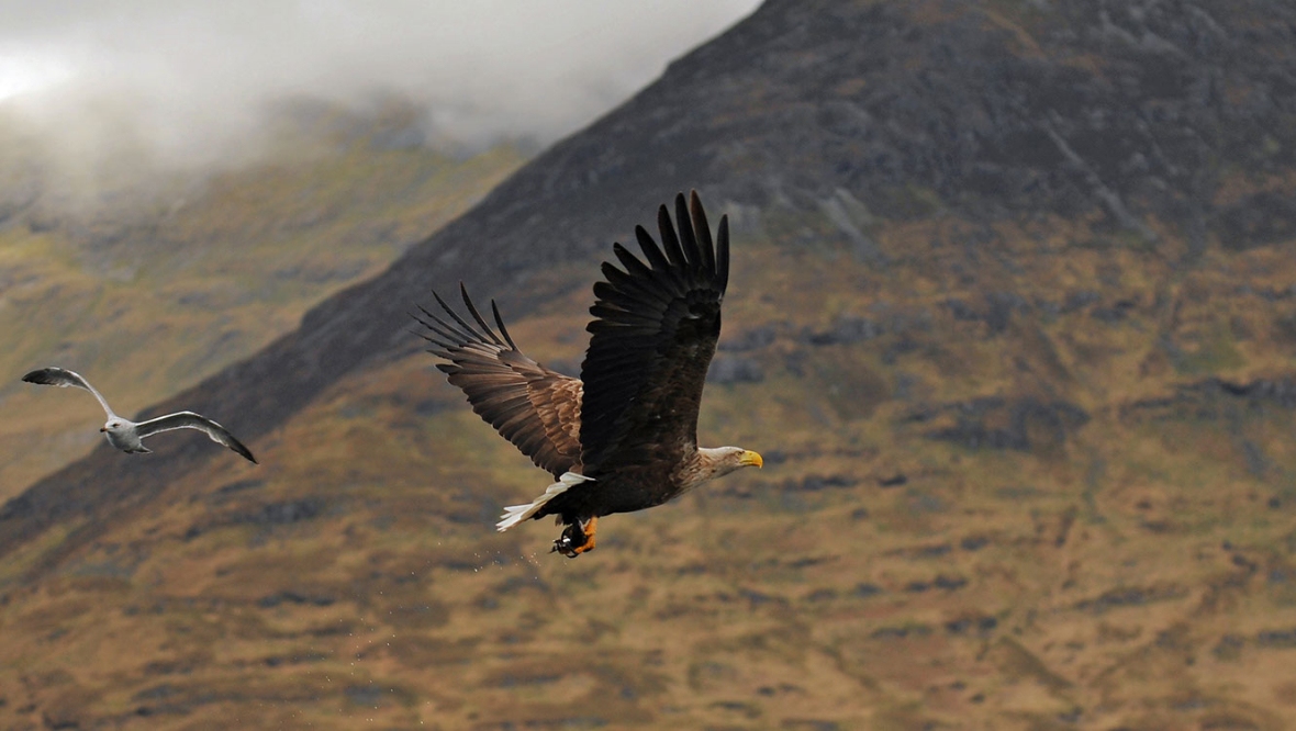 Fourth outbreak of bird flu identified as wild eagle found dead