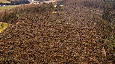 Storm Arwen: Thousands of trees destroyed in woodland